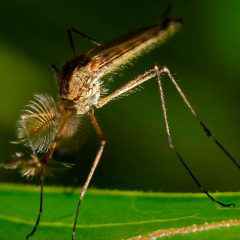Как снять зуд от укусов комаров в домашних условиях