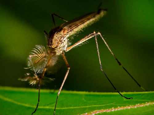 Как снять зуд от укусов комаров в домашних условиях