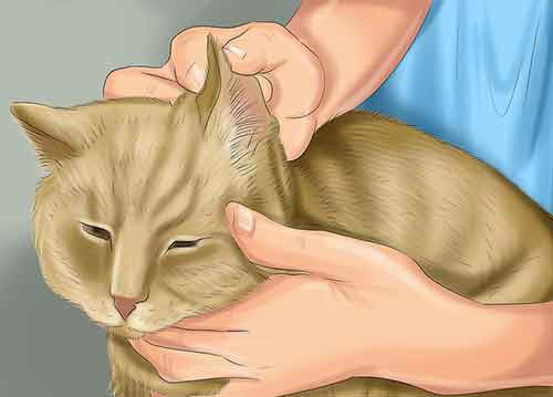 Как помыть кота в домашних условиях - Следите чтобы шампунь не попал в глаза, нос, рот или уши кошки.