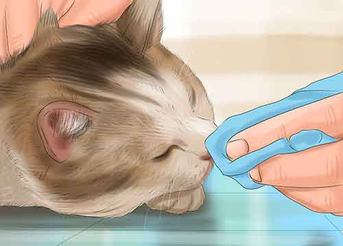 Как помыть кота в домашних условиях - Вымойте лицо вашего кота водой и аккуратно протрите мочалкой.