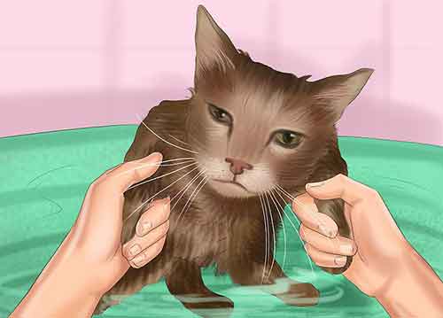 Как помыть кота в домашних условиях - Следите за состоянием вашей кошки.