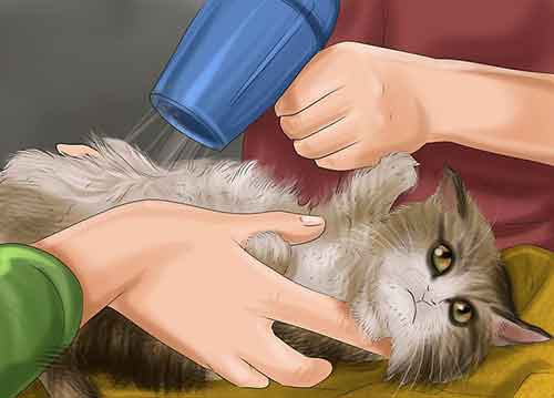 Как помыть кота в домашних условиях - Помойте кошку без воды.
