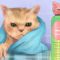 Как помыть кота в домашних условиях
