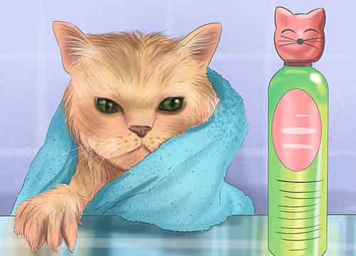 Как помыть кота в домашних условиях - Используйте правильный шампунь.