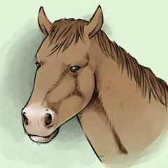 Как нарисовать лошадь карандашом поэтапно для начинающих