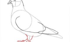 Как нарисовать голубя легко и просто для детей