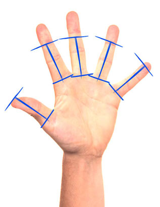 Пропорции пальцев - возьмите длину большого пальца за основу.