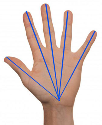 Пропорции руки - углы между пальцами