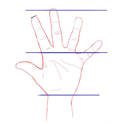 Пропорции ладони и пальцев - рисунок №1