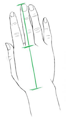 Пропорции ладони и пальцев - рисунок №2