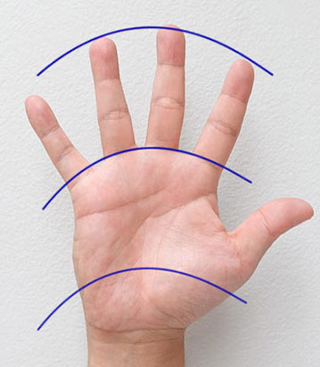 Пропорции ладони и пальцев - рисунок №3