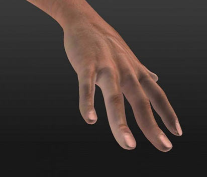 Пропорции руки могут отличаться в зависимости от ракурса